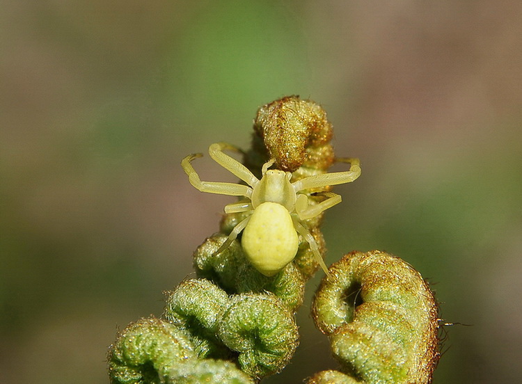 Misumena vatia